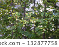 Styrax japonicum 132877758
