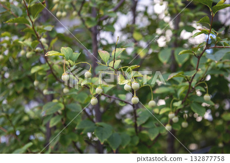Styrax japonicum 132877758