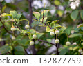 Styrax japonicum 132877759