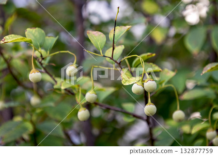 Styrax japonicum 132877759