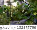 Styrax japonicum 132877760