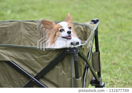 微笑的蝴蝶犬乘坐戶外馬車 微笑的蝴蝶犬乘坐戶外馬車 132877789
