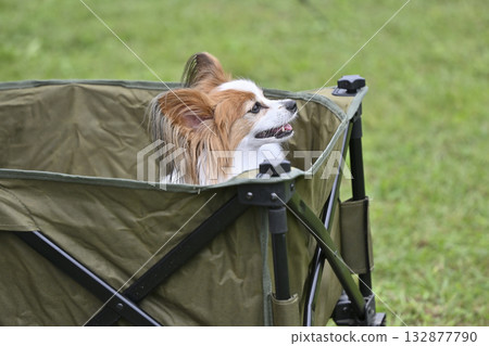 微笑的蝴蝶犬乘坐戶外馬車 微笑的蝴蝶犬乘坐戶外馬車 132877790