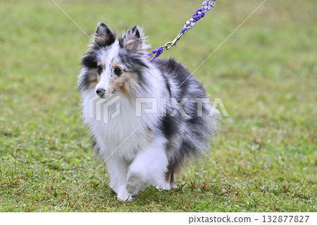 Sheltie on a walk 132877827
