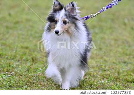 Sheltie on a walk Sheltie on a walk 132877828