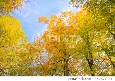 [Kamaike Pond] Beech trees turning yellow [Otari Village, Kitaazumi District] 132877974