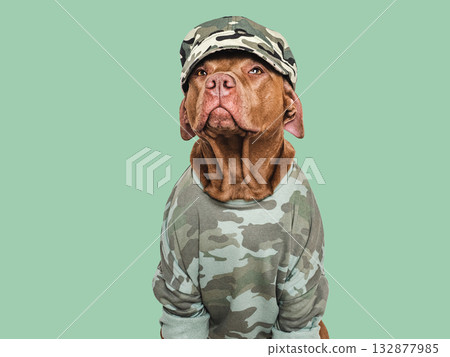 Cute brown dog, military cap and military shirt 132877985