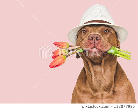 Cute brown dog, sun hat and flowers 132877986