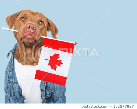Lovable, pretty dog and Canadian Flag. Closeup 132877987