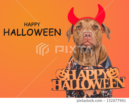 Happy Halloween. Charming dog and Halloween costume 132877991