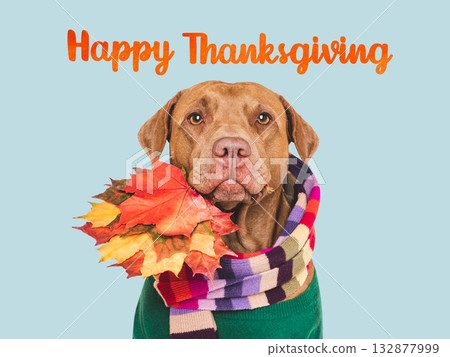 Happy Thanksgiving. Cute dog and autumn yellow leaves Happy Thanksgiving. Cute dog and autumn yellow leaves 132877999