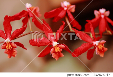 Cute red orchid Oncidium Cute red orchid Oncidium 132878016