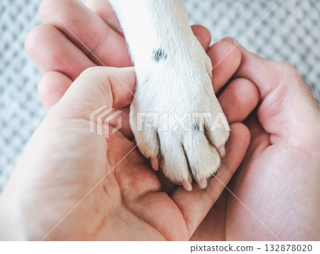 Dog's paws and human hands. View from above 132878020