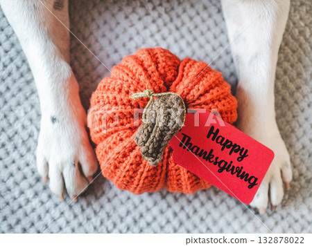 Happy Thanksgiving. Dog's paws and yellow pumpkin 132878022