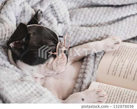 Cute puppy, glasses and old book. Close-up Cute puppy, glasses and old book. Close-up 132878036