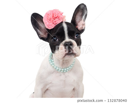 Cute puppy and bright flower. Close-up, indoors 132878040