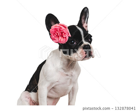 Cute puppy and bright flower. Close-up, indoors Cute puppy and bright flower. Close-up, indoors 132878041