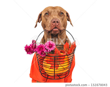 Cute brown dog, bouquet of flowers and ripe pumpkin Cute brown dog, bouquet of flowers and ripe pumpkin 132878043