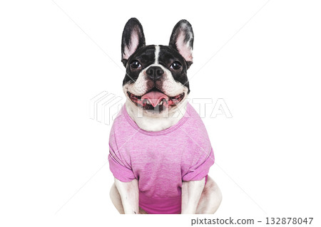 Cute puppy and stylish T-shirt. Studio shot Cute puppy and stylish T-shirt. Studio shot 132878047