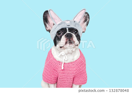 Cute puppy and knitted winter sweater. Studio shot 132878048