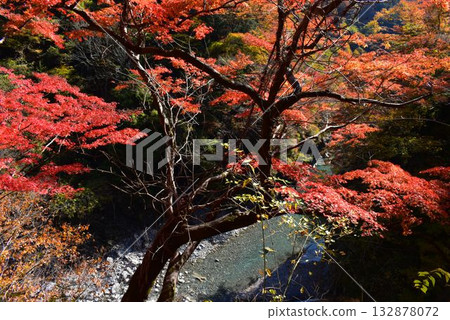 落川谷的秋葉:神樂大下溪(埼玉縣) 落川谷的秋葉:神樂大下溪(埼玉縣) 132878072