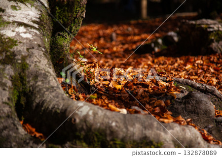 秋日森林地面與步道鋪滿落葉 132878089