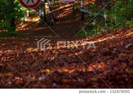 The forest floor and trails are covered with fallen leaves in autumn. The forest floor and trails are covered with fallen leaves in autumn. 132878095