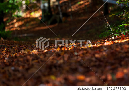 The forest floor and trails are covered with fallen leaves in autumn. 132878100
