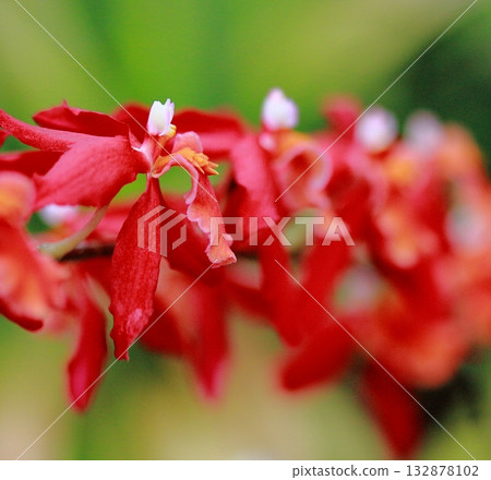 Red orchid oncidium close-up Red orchid oncidium close-up 132878102