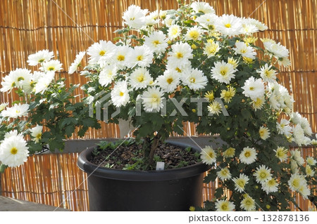 秋天景色中盛開的菊花 132878136