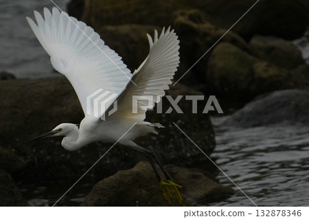 Heron Heron 132878346