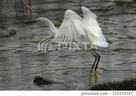 Heron Heron 132878347