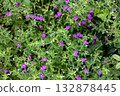 Reddish-purple flowers of Gennoshoko (proof of the present) 132878445