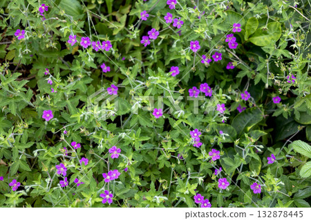 Reddish-purple flowers of Gennoshoko (proof of the present) 132878445