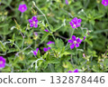 Reddish-purple flowers of Gennoshoko (proof of the present) 132878446