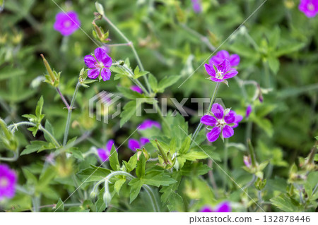 Reddish-purple flowers of Gennoshoko (proof of the present) Reddish-purple flowers of Gennoshoko (proof of the present) 132878446