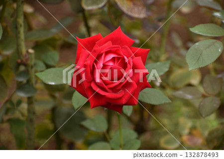 充滿活力的紅色秋玫瑰 充滿活力的紅色秋玫瑰 132878493