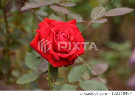 充滿活力的紅色秋玫瑰 充滿活力的紅色秋玫瑰 132878494