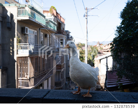 Ducks in the streets of Tbilisi, Georgia 132878539