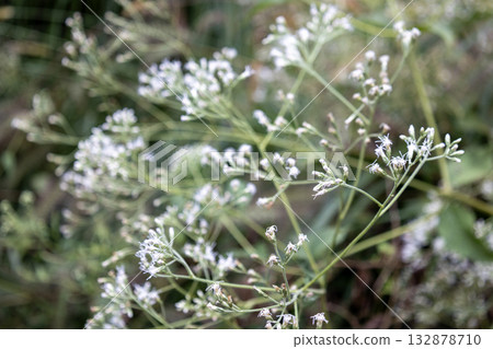 Fuji Bakama 132878710