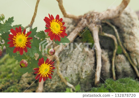 Bonsai red chrysanthemums in autumn Bonsai red chrysanthemums in autumn 132878720