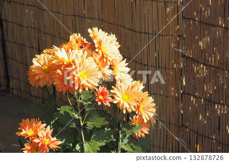 秋天景色，老屋屋簷下盛開的菊花 132878726