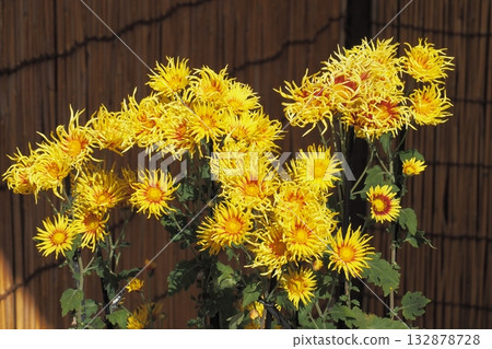 秋天景色，老屋屋簷下盛開的菊花 132878728