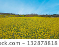 Rape blossoms at Nagasakibana Sunflower Field Observatory 132878818