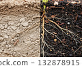 Regenerative Agriculture Soil Cross-Section 132878915