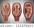 Fetal development illustration 132878923