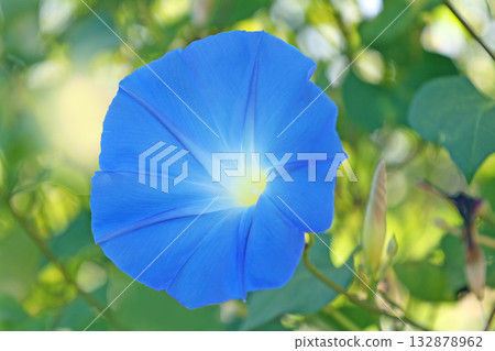 Heavenly Blue Heavenly Blue 132878962