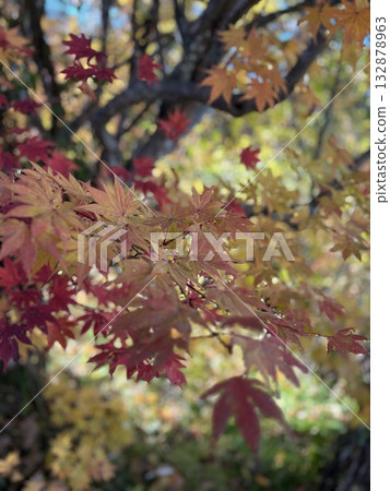 Beautiful autumn scenery in Japan, with maple leaves changing color from red to yellow 132878963