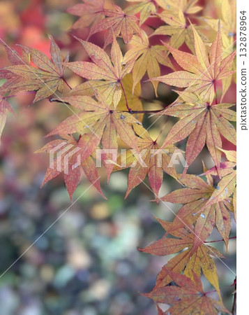 秋天的色彩,楓葉由紅色轉黃。 秋天的色彩,楓葉由紅色轉黃。 132878964