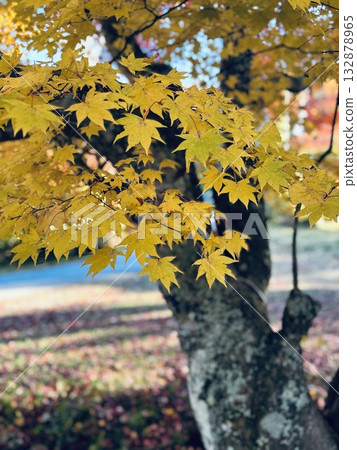 Autumn scenery with golden maple leaves and large trees 132878965